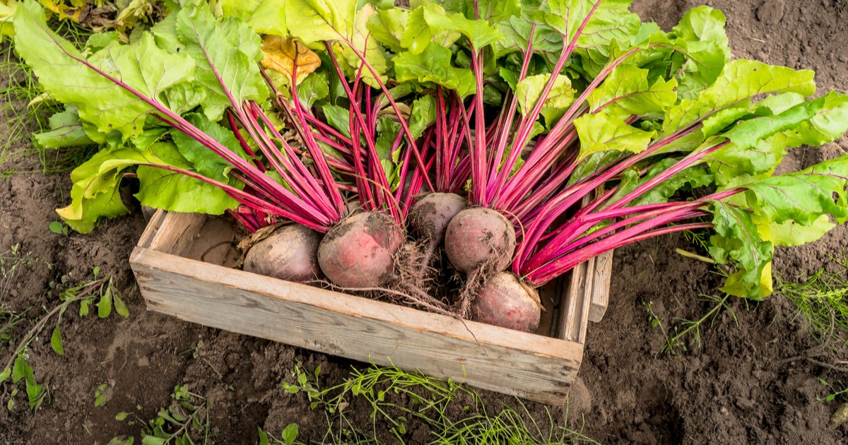How to Plant Beetroot HappySprout How to Plant Beetroot HappySprout