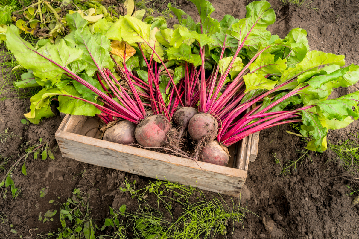A small box full of freshly harvested beets