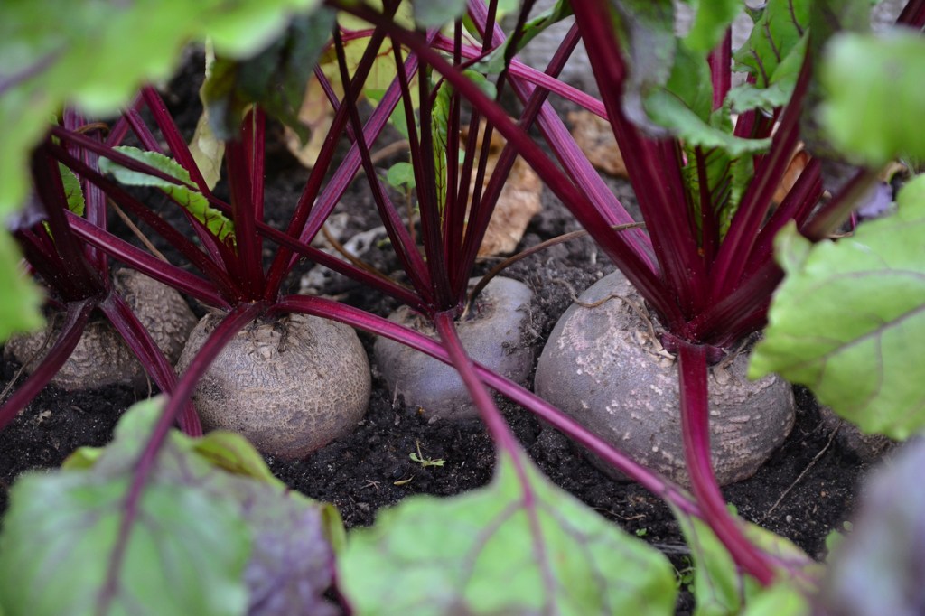 3 beets growing, still partially underground