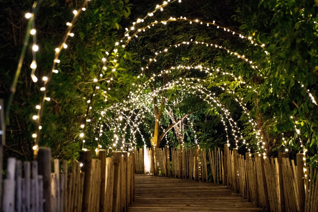Fairy lights hanging from a tunnel of plants