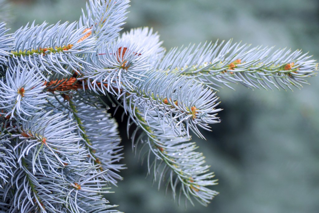 A close-up of a blue spruce branch