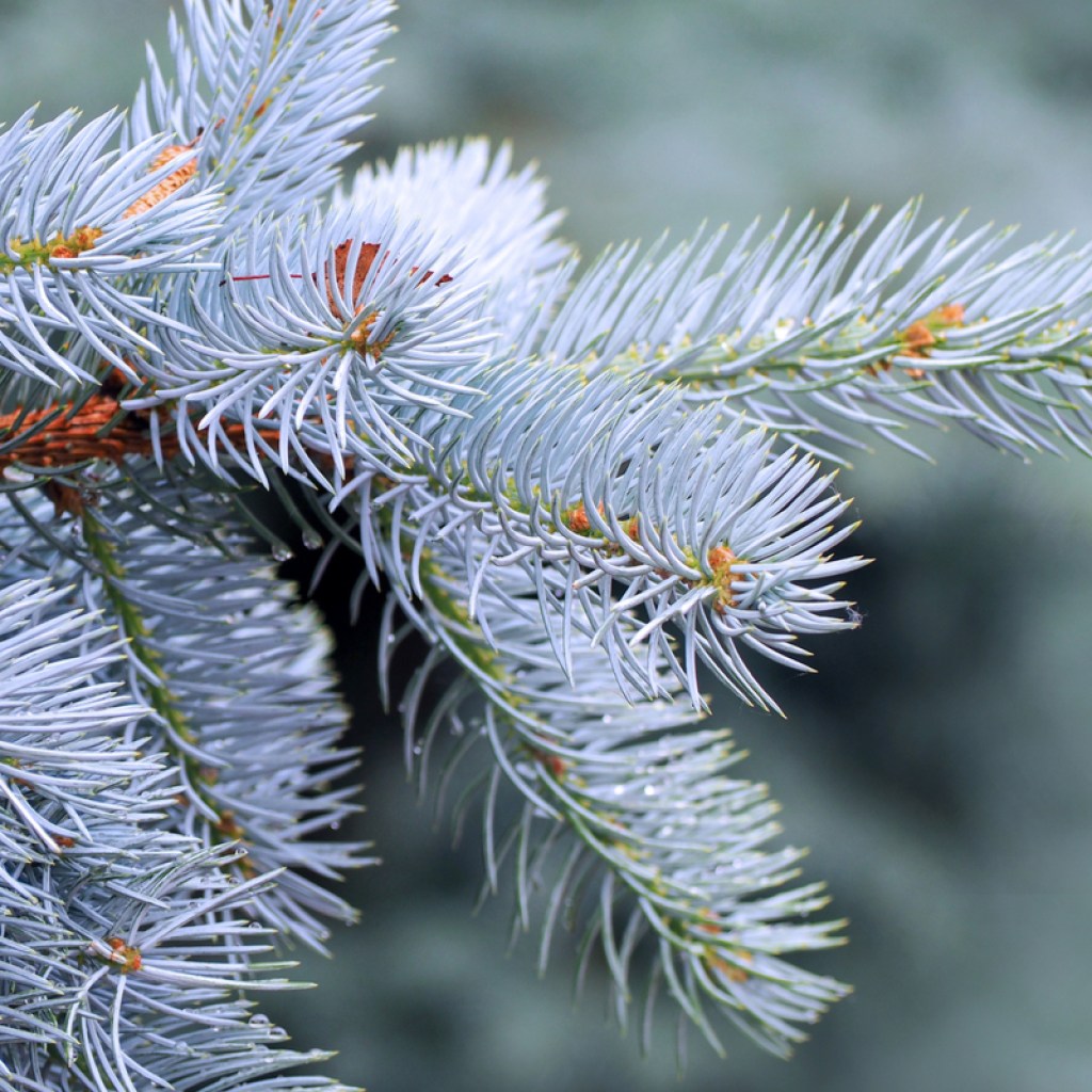 A close-up of a blue spruce branch