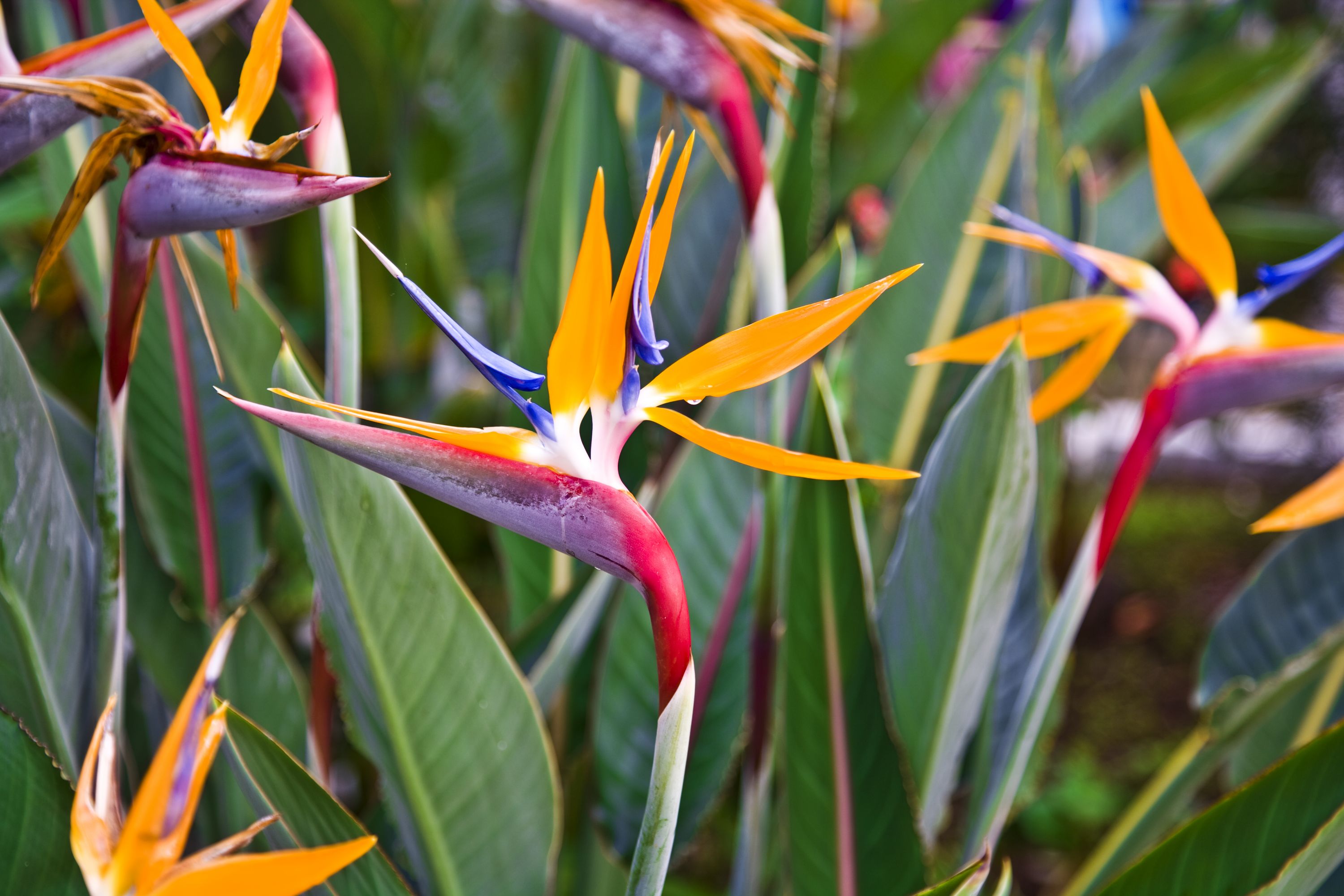 Bird of paradise plant