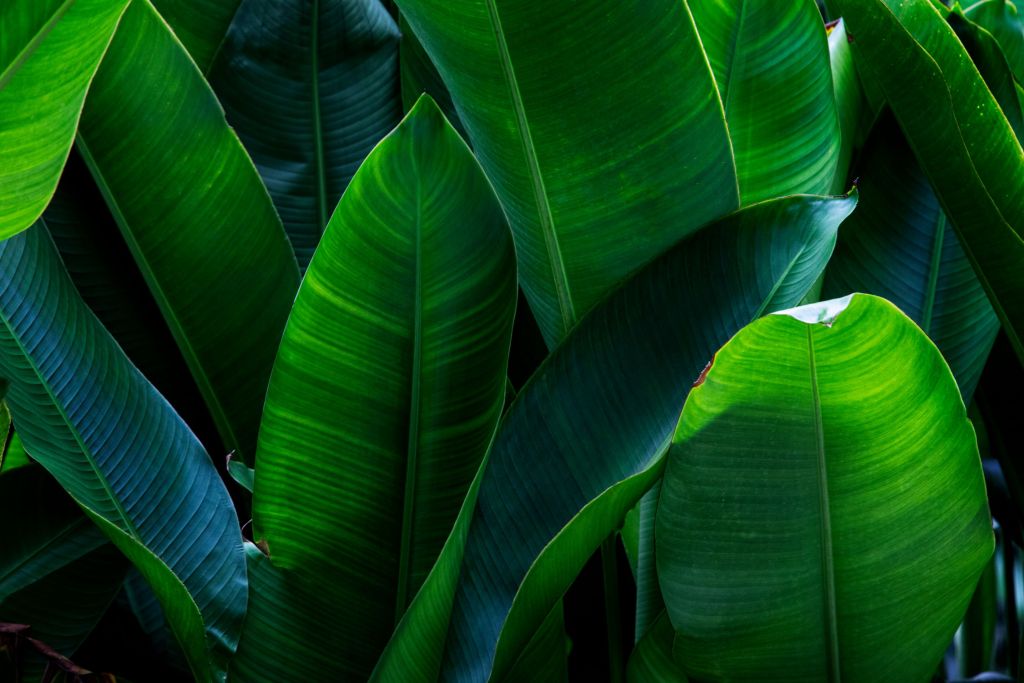 bird of paradise leaf
