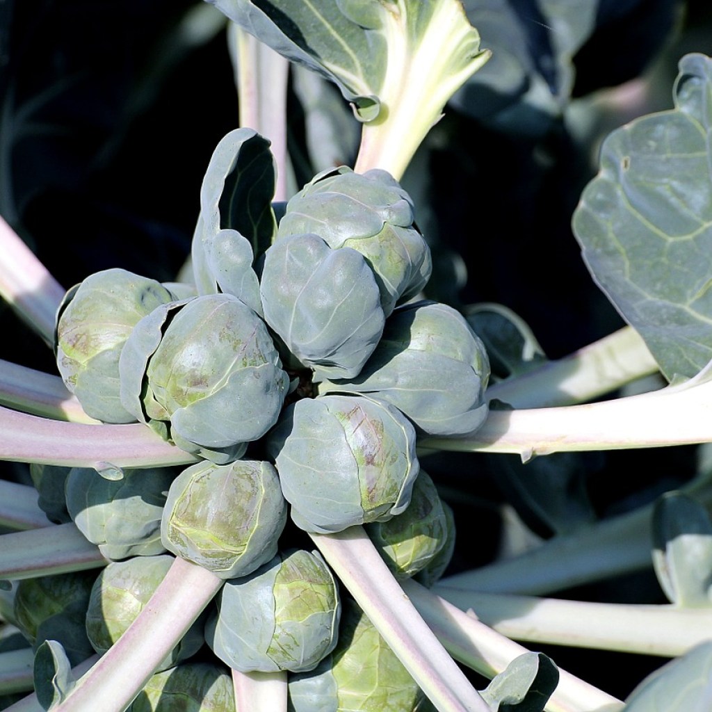 A plant full of Brussels sprouts