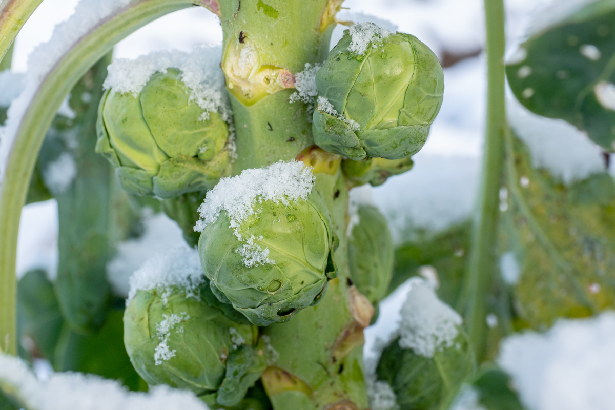 A brussels sprout plant with snow on it
