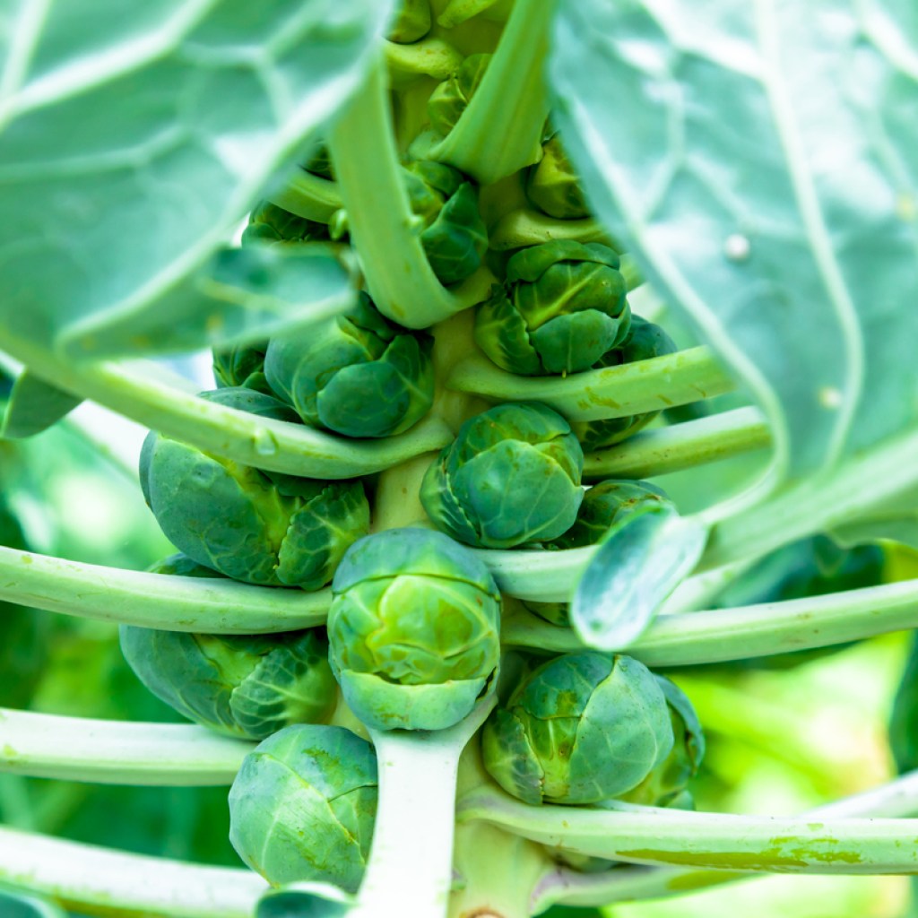 A Brussels sprout plant full of sprouts