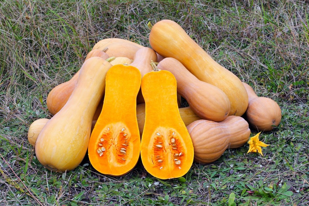 A pile of butternut squash with one cut in half to expose the inside of the squash