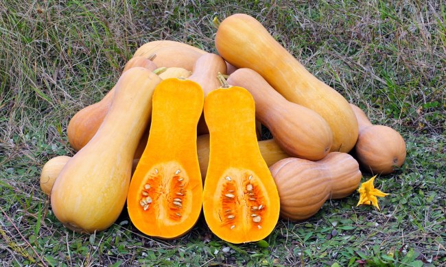 A pile of butternut squash with one cut in half to expose the inside of the squash