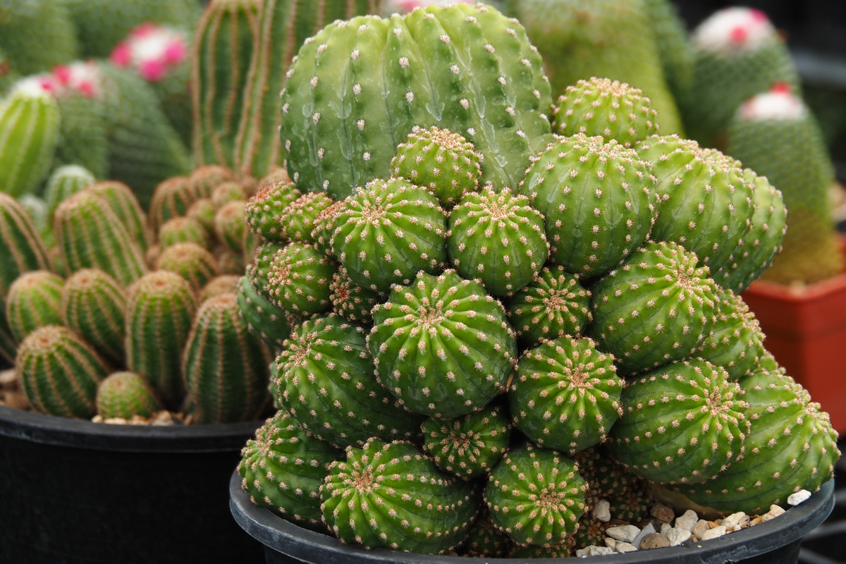  Confused and asking yourself, What kind of cactus do I have? - Heres your guide to identifying cacti