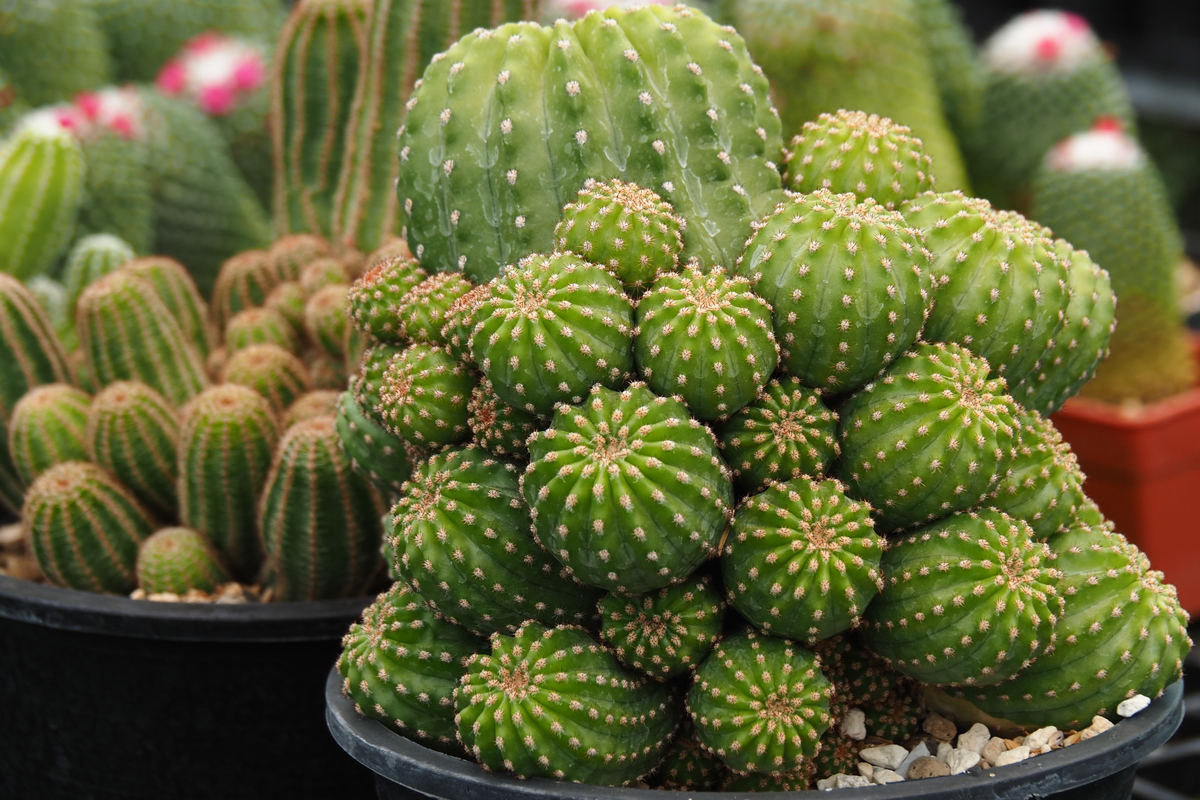 Cactus growth in a cluster