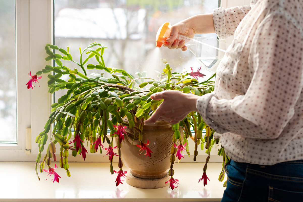 The list of 10+ How to trim a christmas cactus 3 How to care for a Christmas cactus, the festive, tropical plant