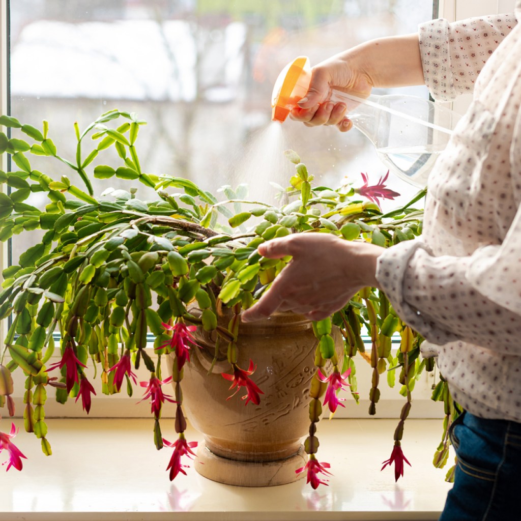 Christmas cactus
