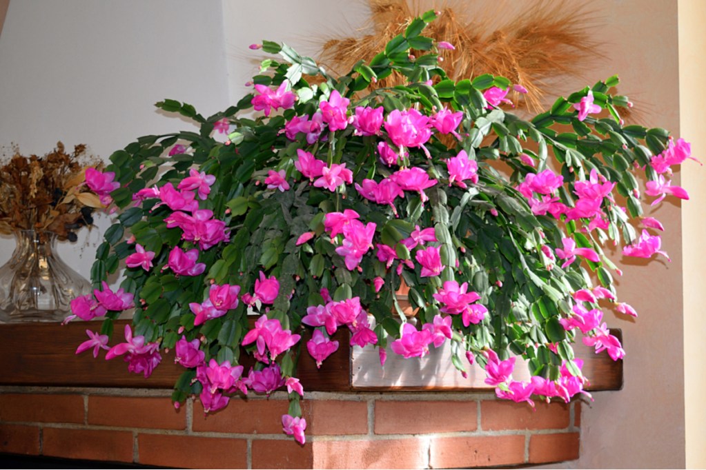 A Christmas cactus in full bloom