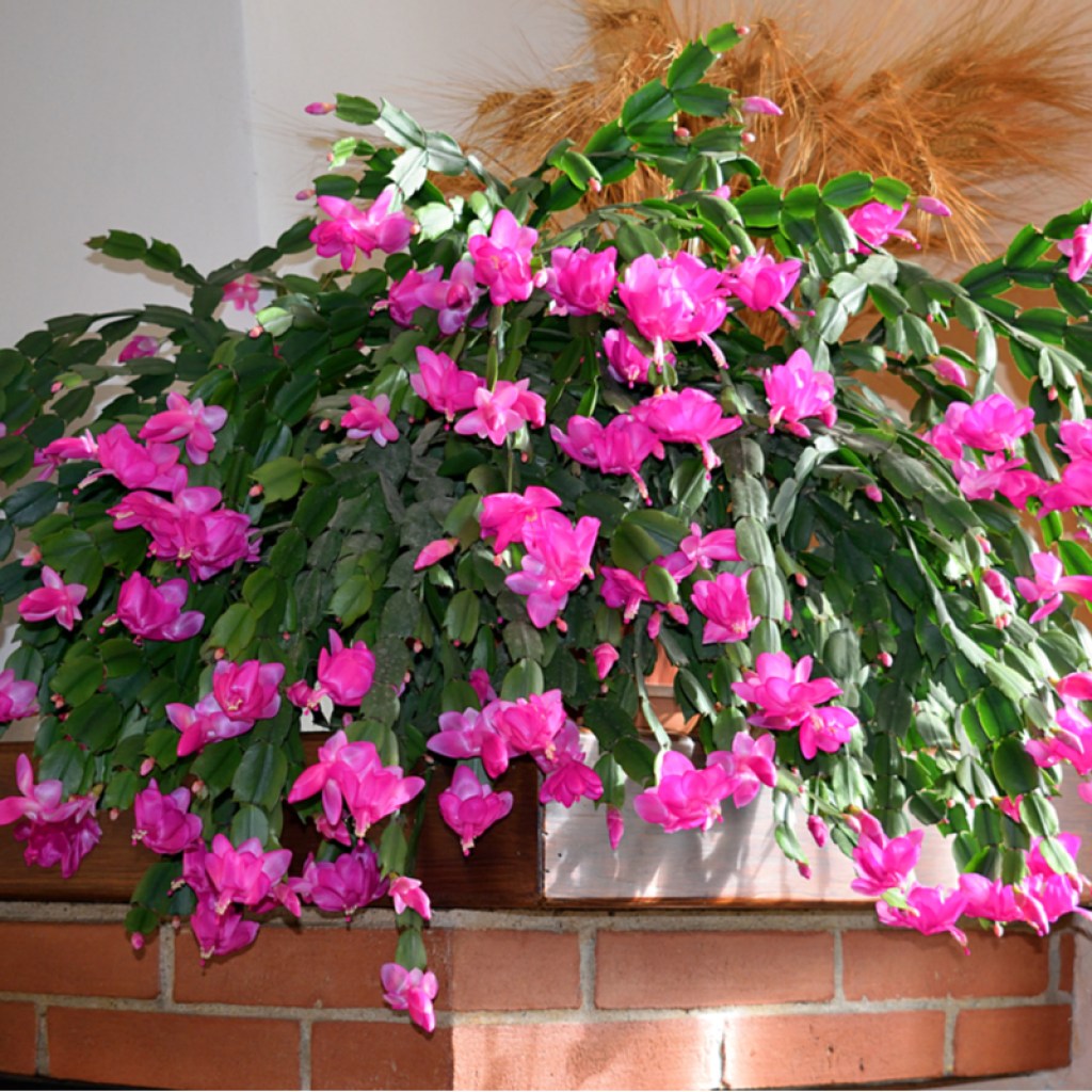 A Christmas cactus in full bloom