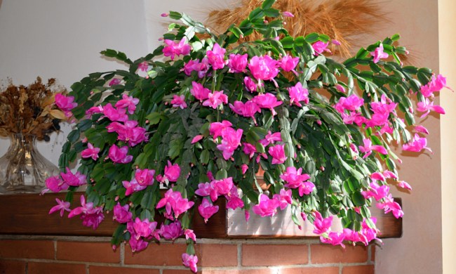 A Christmas cactus in full bloom