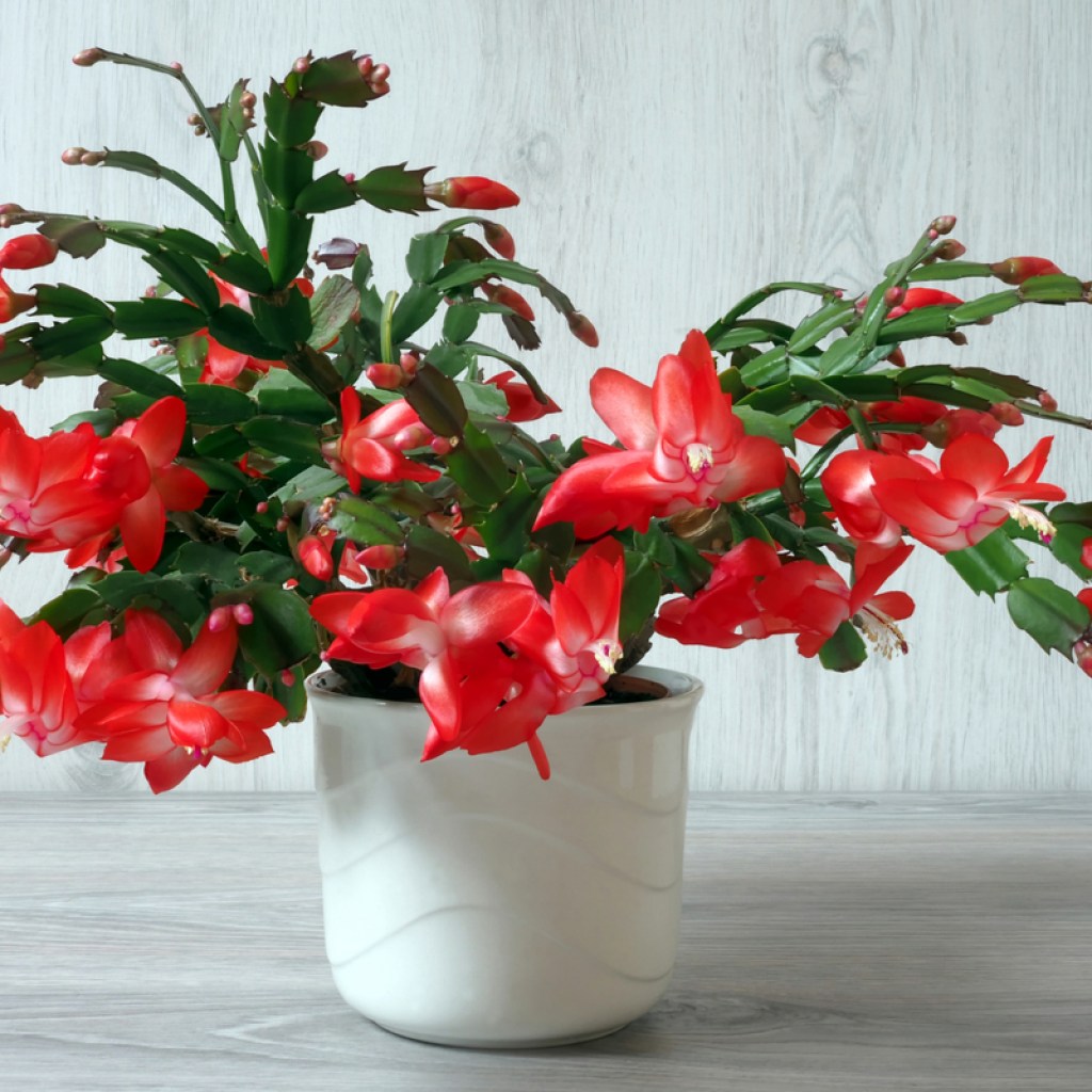 Christmas cactus