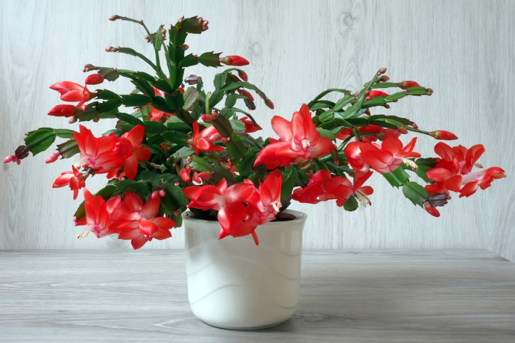 Christmas cactus