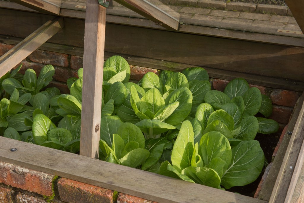 How To Grow Fresh Veggies In An Unheated Greenhouse HappySprout how-to-grow-fresh-veggies-in-an-unheated-greenhouse-happysprout