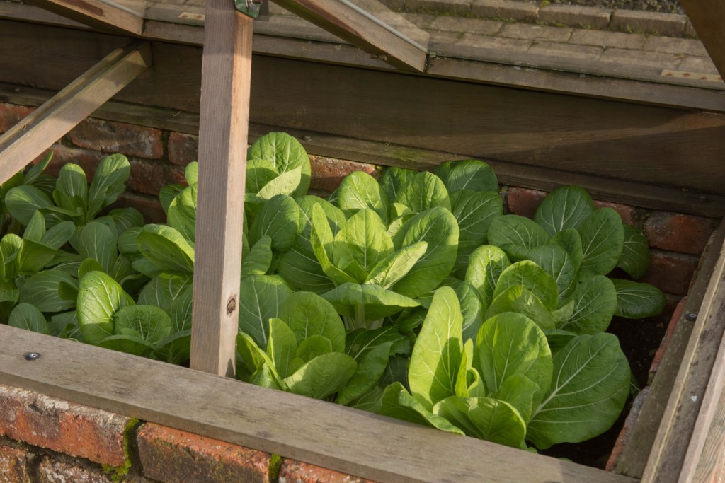 Cold frame greens