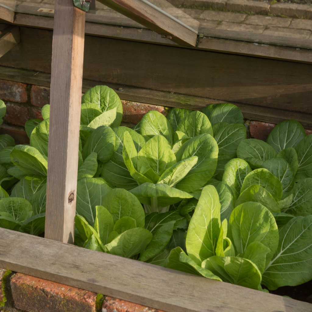 Cold frame greens