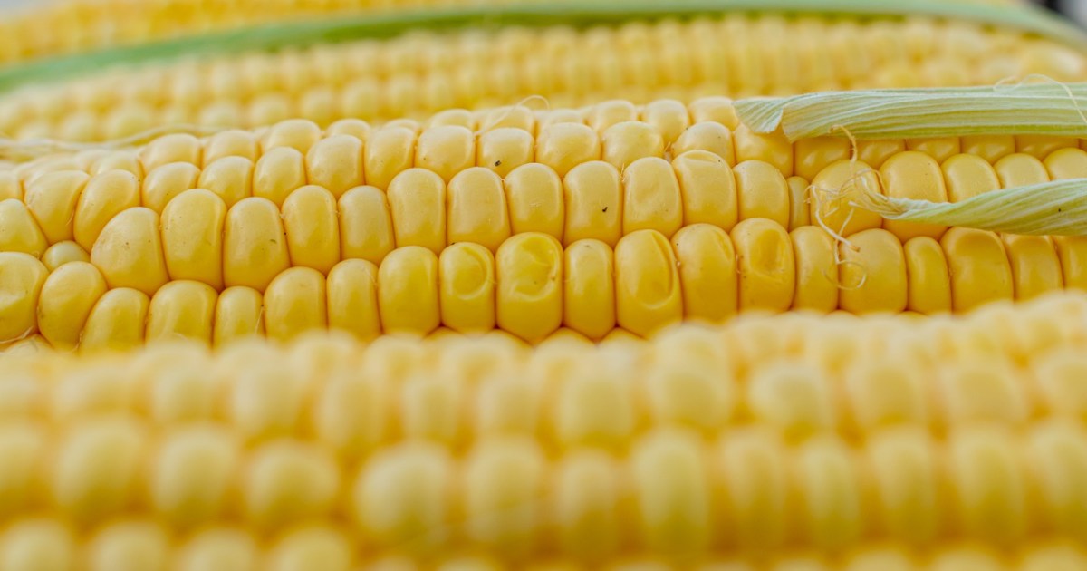 Is corn a vegetable or a fruit? Here's what we know HappySprout