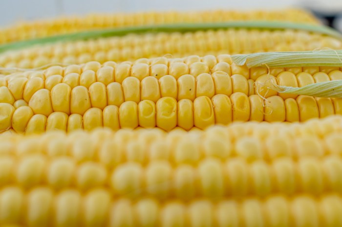 A close up of several ears of corn