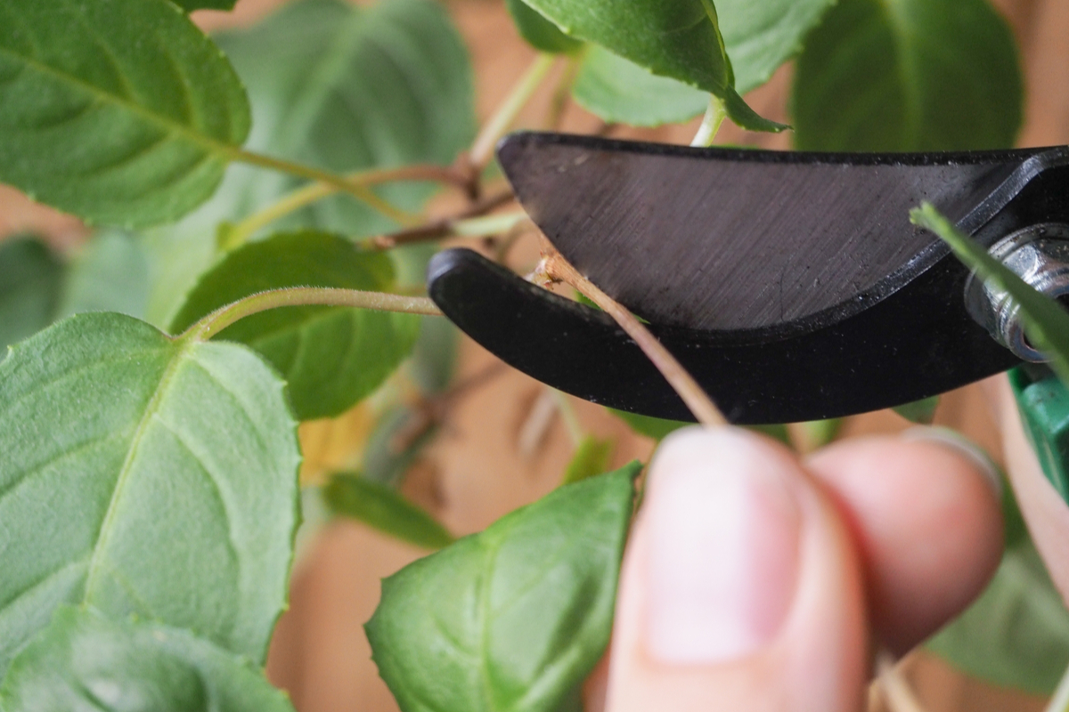 A close up of a pair of garden shears gently clipping a stem of fuchsia