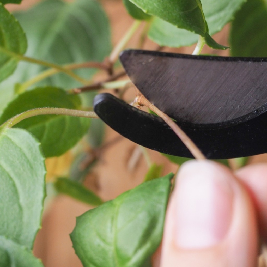 A close-up of a pair of garden shears gently clipping a stem of fuchsia