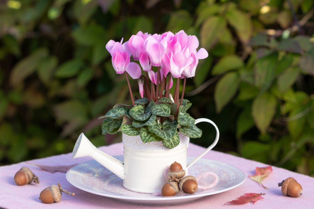 Pale pink cyclamen flowers growing in a small white watering can on a table