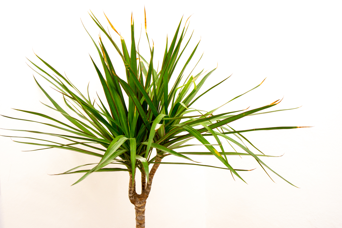 dragon tree plant care outdoors