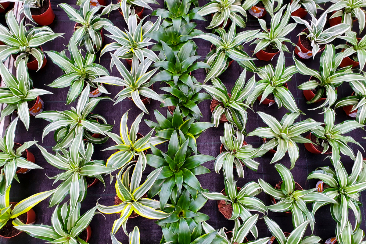 An assortment of dracaena seedlings