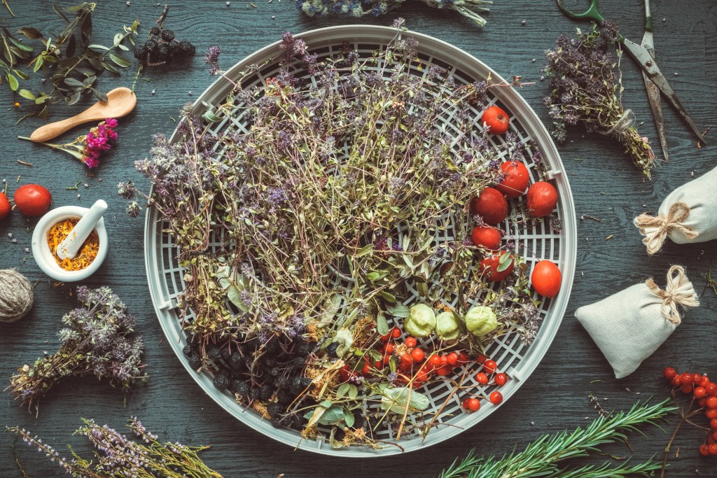 Drying thyme
