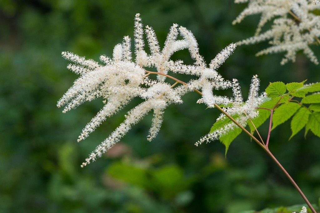 white astilbes bloom