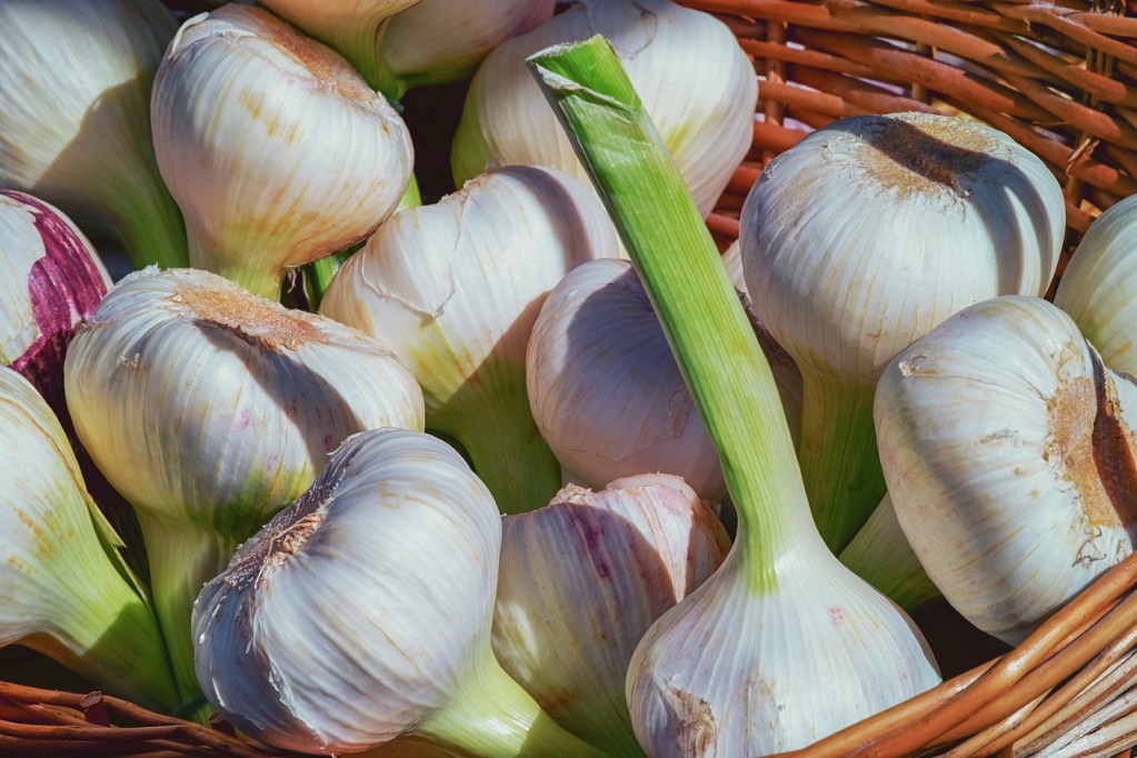 A basket of freshly harvest garlic