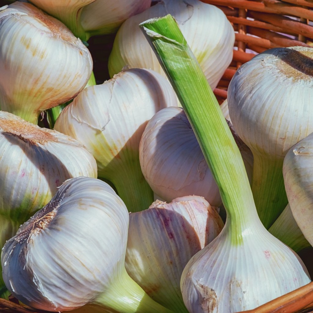 A basket of freshly harvest garlic