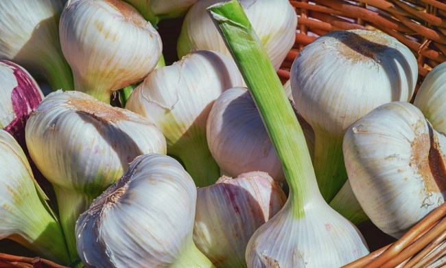 A basket of freshly harvested garlic