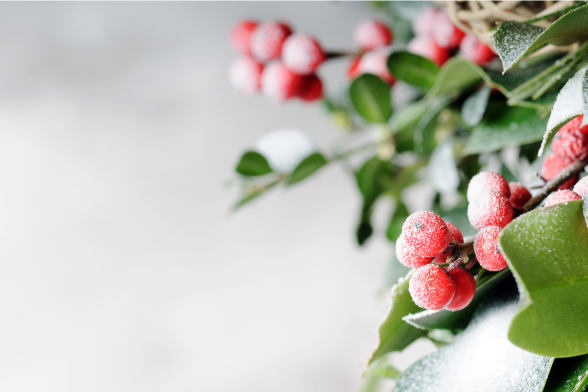 Add Holly Plants to Your Collection for a Festive Pop HappySprout