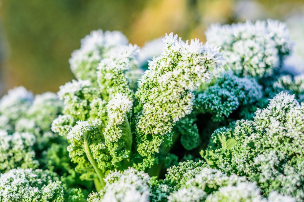 A close-up of curly kale leaves with frost on them