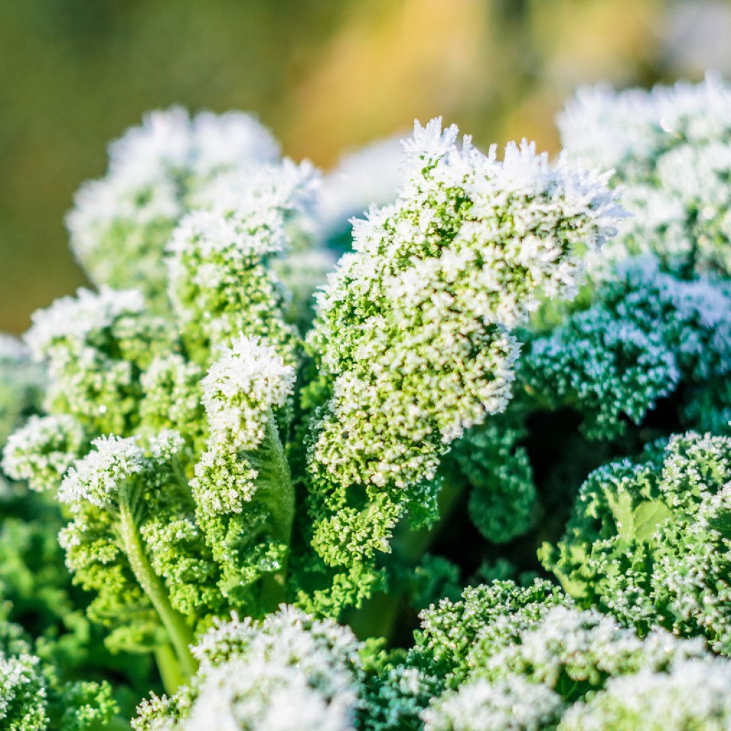 A closeup of curly kale leaves with frost on them