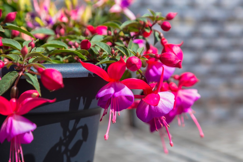 Close-up of a fuchsia plant with red and purple flowers