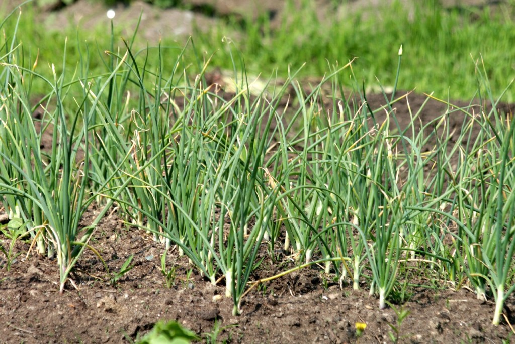Garlic plants growing in a garden