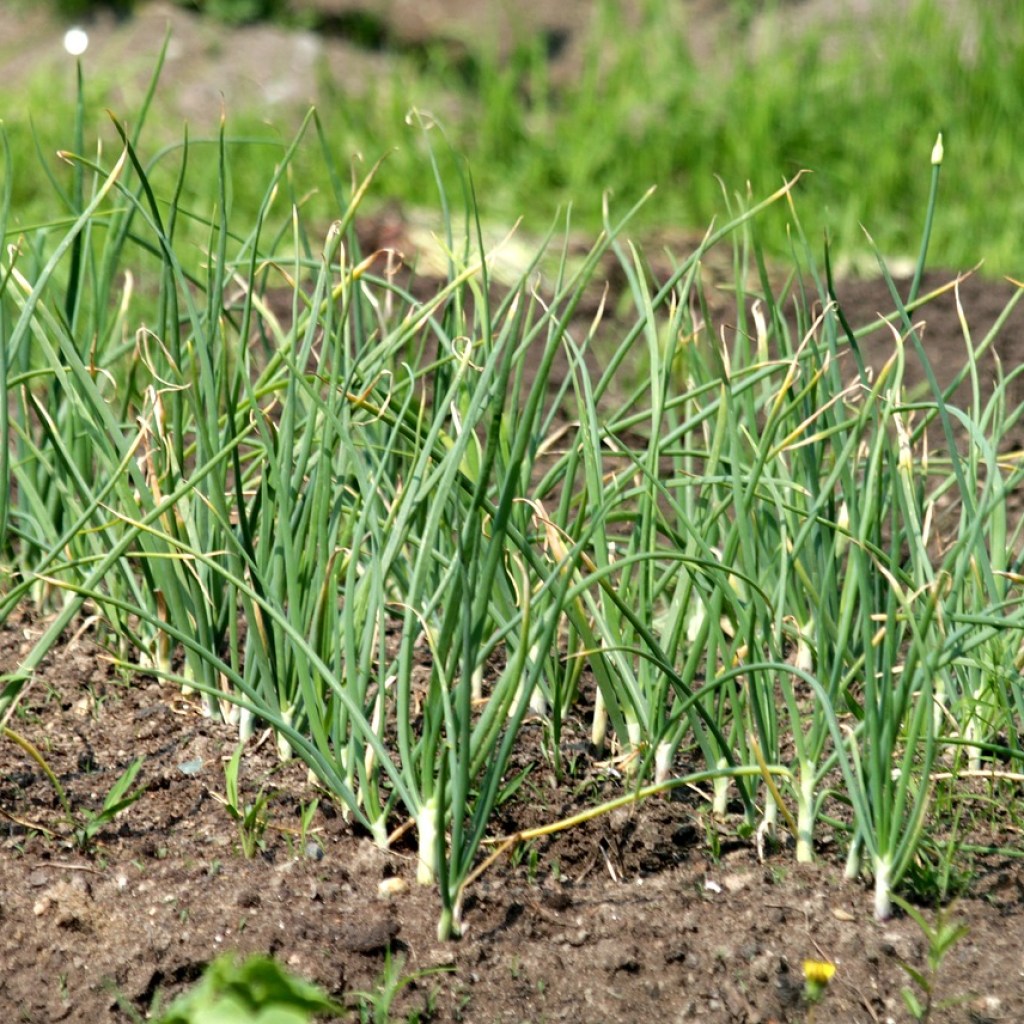 Garlic plants growing in a garden