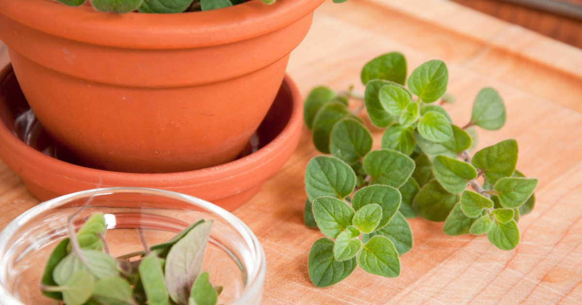 Everything you need to know about Greek oregano HappySprout