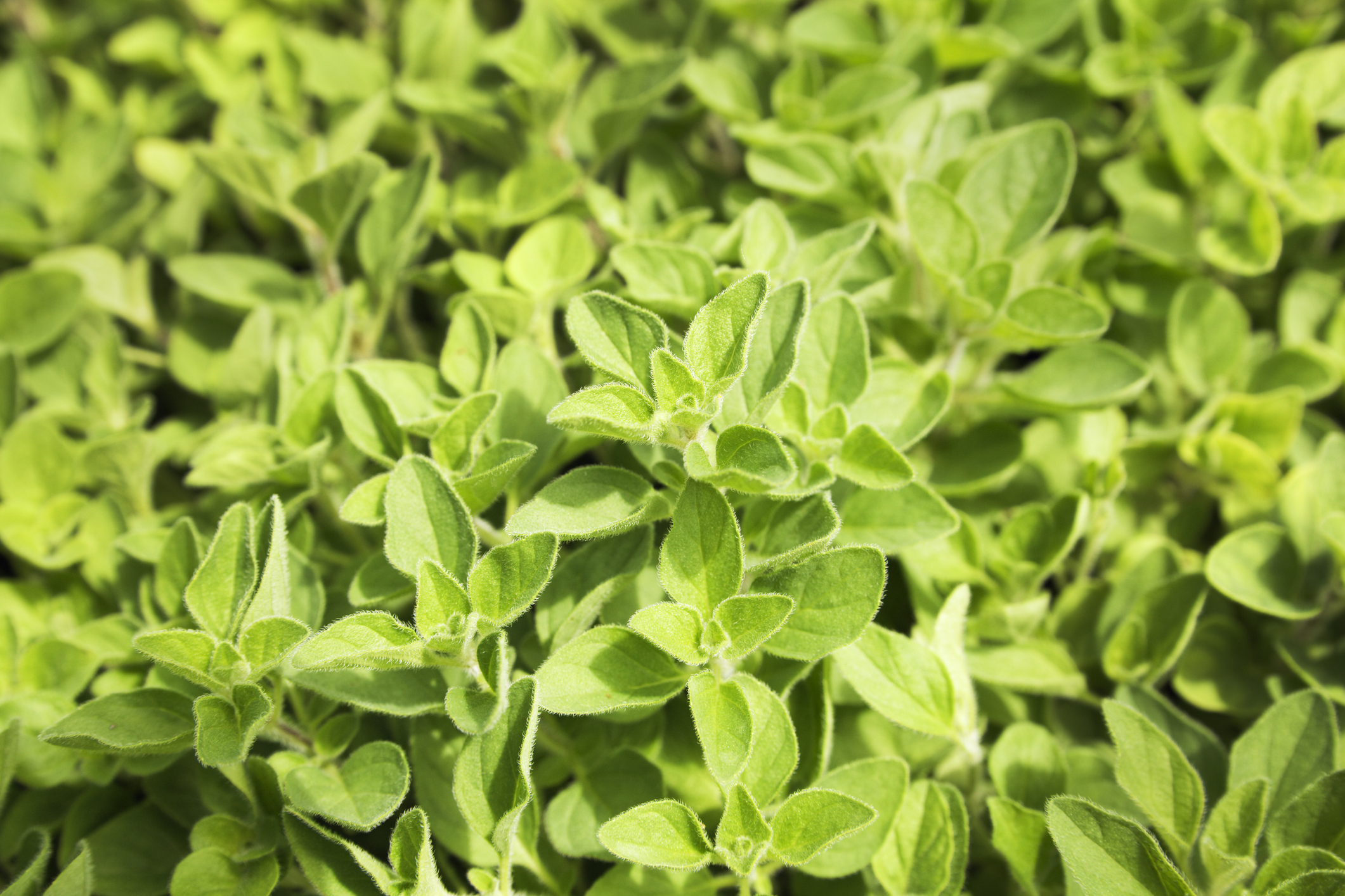 Greek oregano