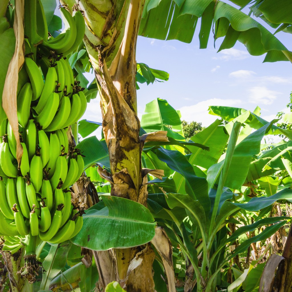 Bananas on trees