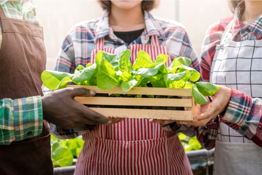 Three people holding a small wooden crate full of lettuce