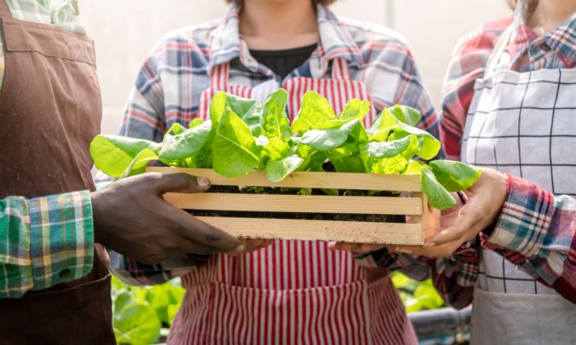 Three people holding a small wooden crate full of lettuce