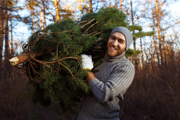 Person carrying old Christmas tree