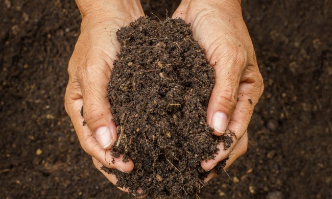Hands holding soil